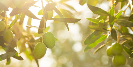 L’oro verde della Calabria: olio, paté e olive per una cucina gourmet